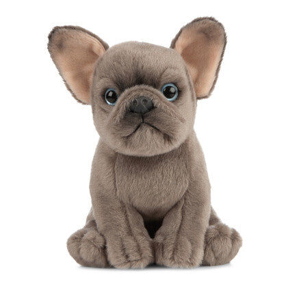 Sitting French Bulldog Puppy 20cm