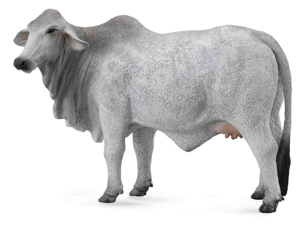 Brahman Cow Grey