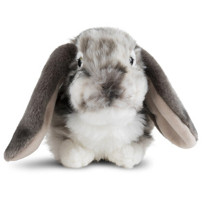 Dutch Grey Lop Ear Rabbit 25cm