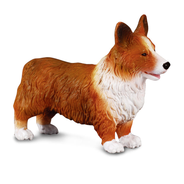 Welsh Corgi