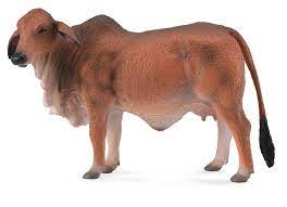 Brahman Cow Red