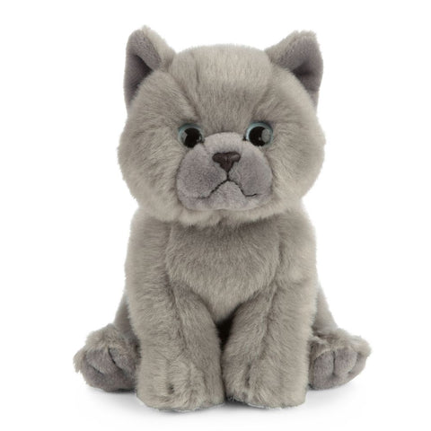 British Shorthair Kitten Grey