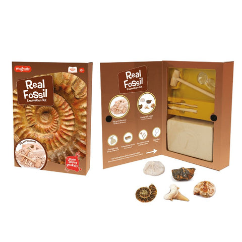 Real Fossil Dig Kit - Geology