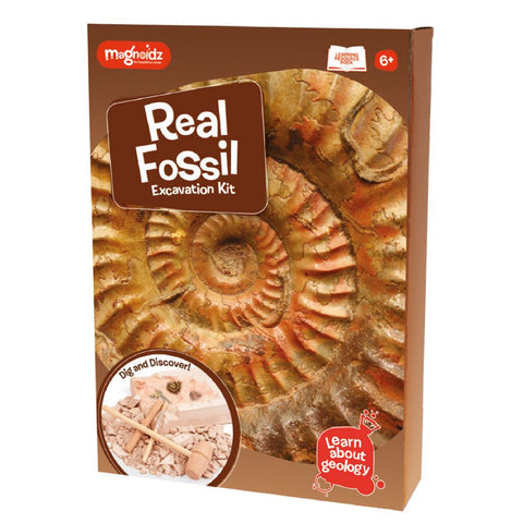 Real Fossil Dig Kit - Geology