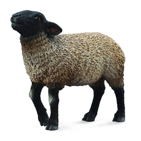 Suffolk Sheep