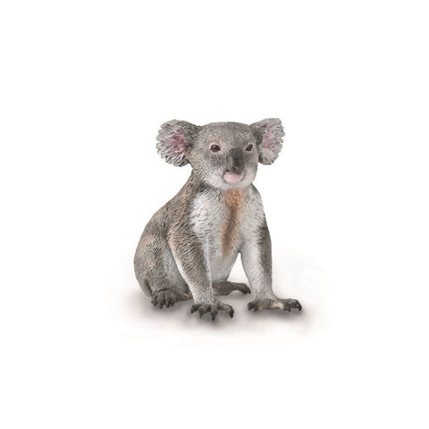 Koala Sitting