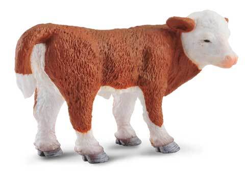 Hereford Calf Standing