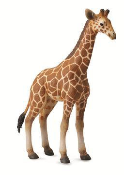 Reticulated Giraffe calf