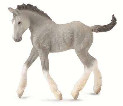Shire horse foal grey