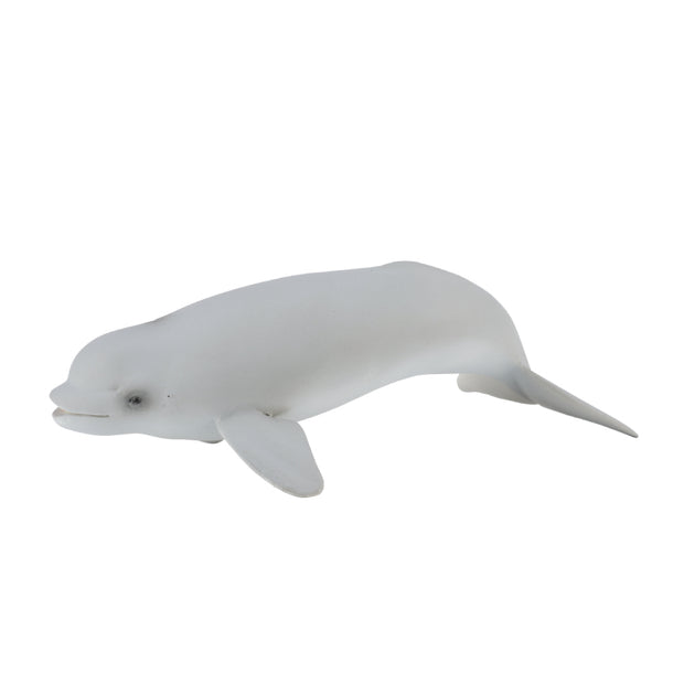 Beluga Calf