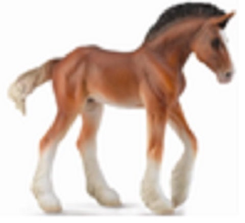 Clydesdale Foal Standing
