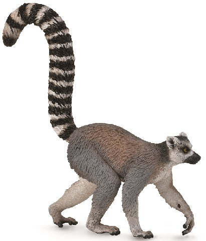 Ring-Tailed Limur