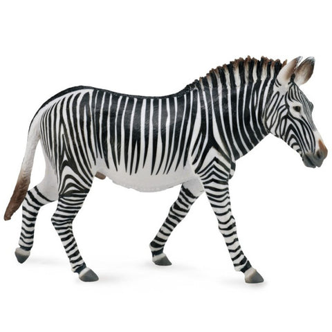 Common Zebra