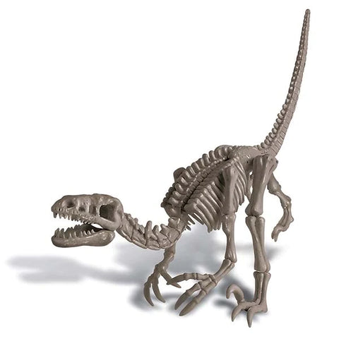 4m Dig a dinosaur Velociraptor