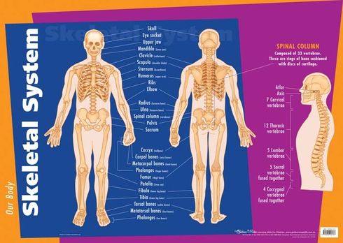 Poster- Skeletal System