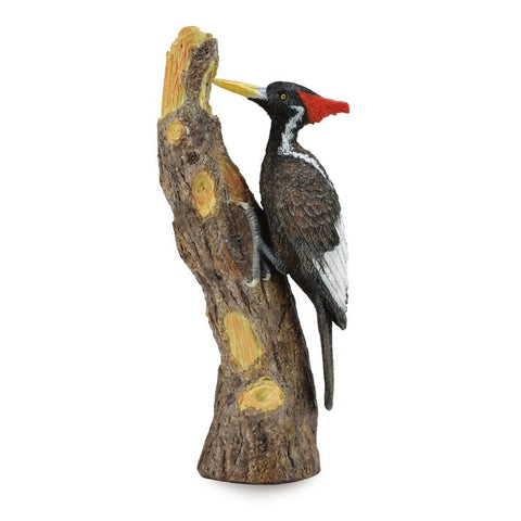 Ivory Billed Woodpecker