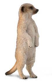 Meerkat
